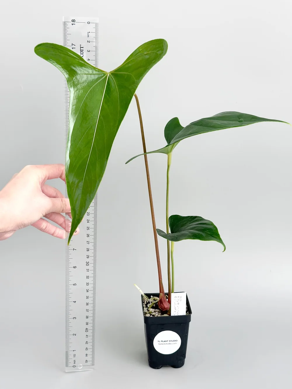 Anthurium sp Napo #525 — TL PLANT STUDIO