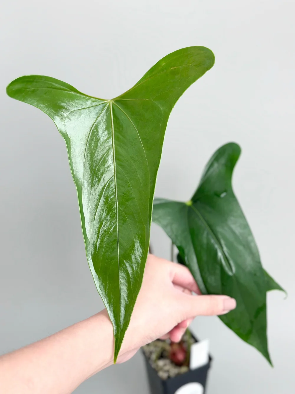 bogenhanf pflanze kaufen Bogenhanf - pflegeleichte Zimmerpflanze, Sansevieria trifasciata Laurentii