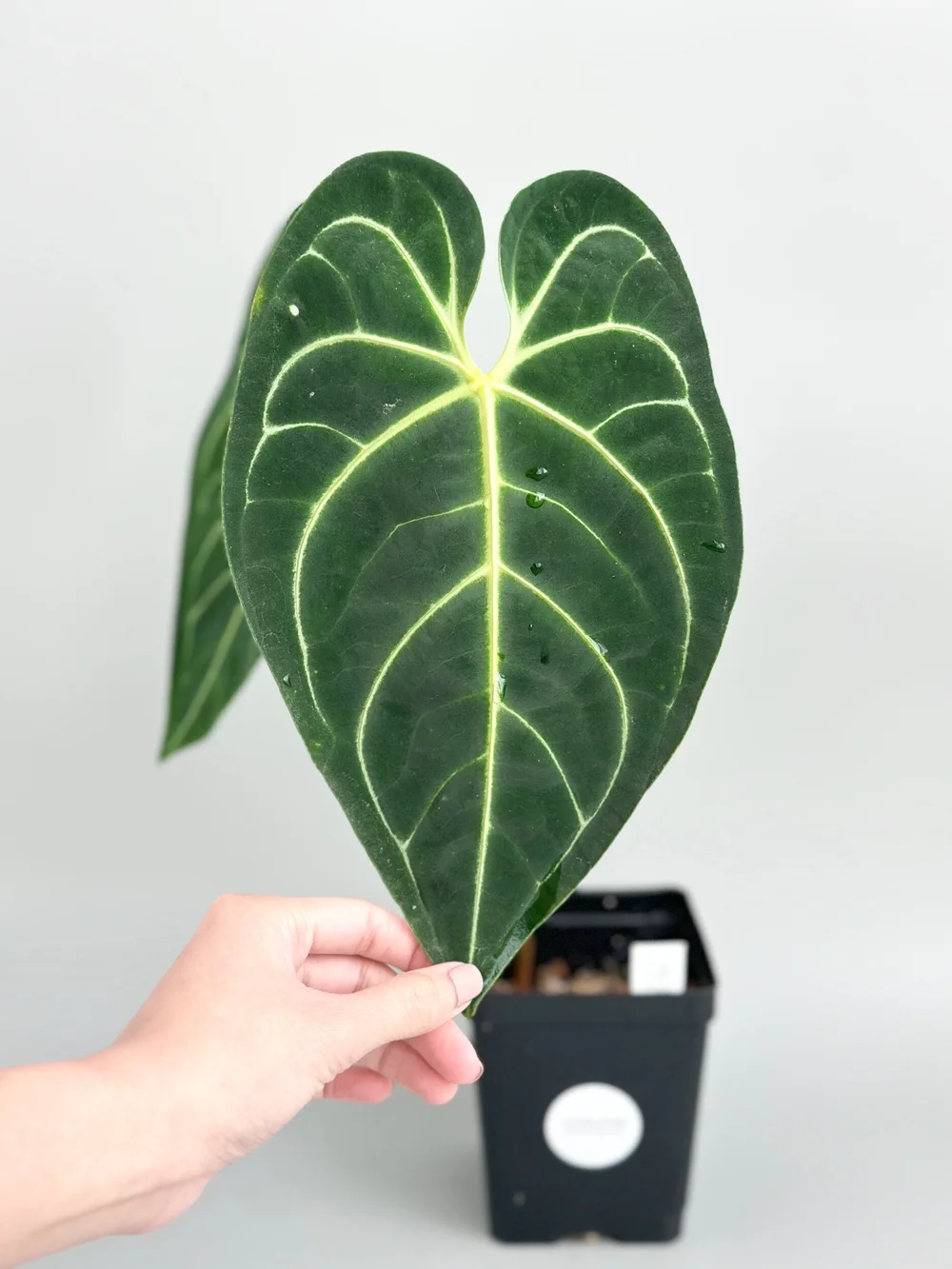 Anthurium regale dark form #585 — TL PLANT STUDIO
