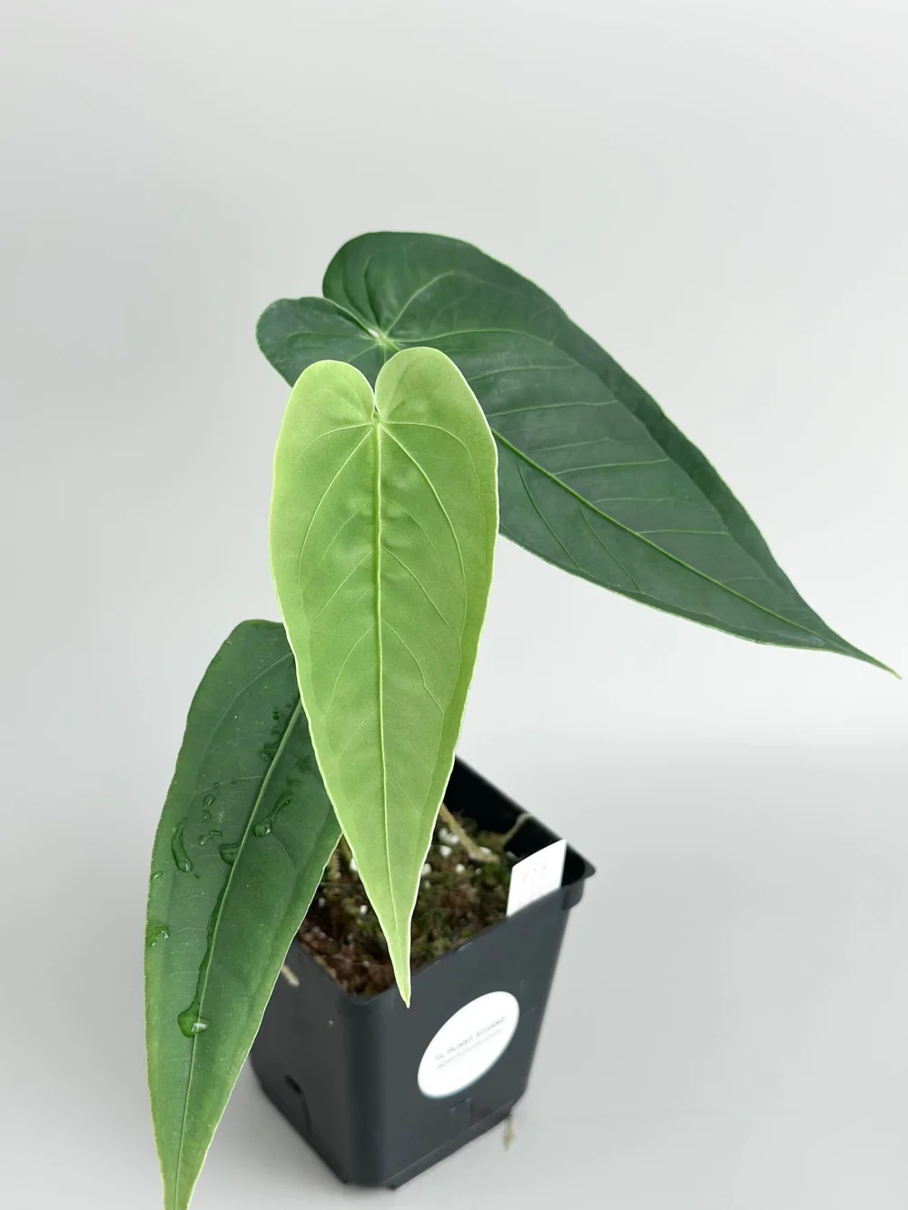 bogenhanf bro Sansevieria Laurentii XL  Bogenhanf  17cm  Hhe ca. 70cm 