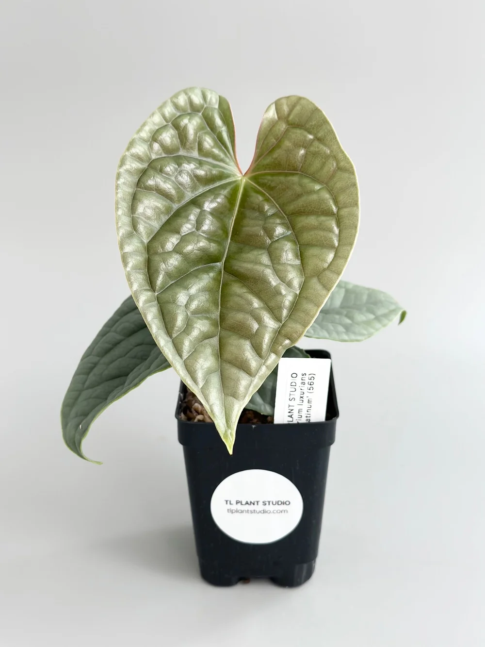Anthurium luxurians 大株 希少Anthurium forgetii × luxurians（1リーフ大株） アンスリウム