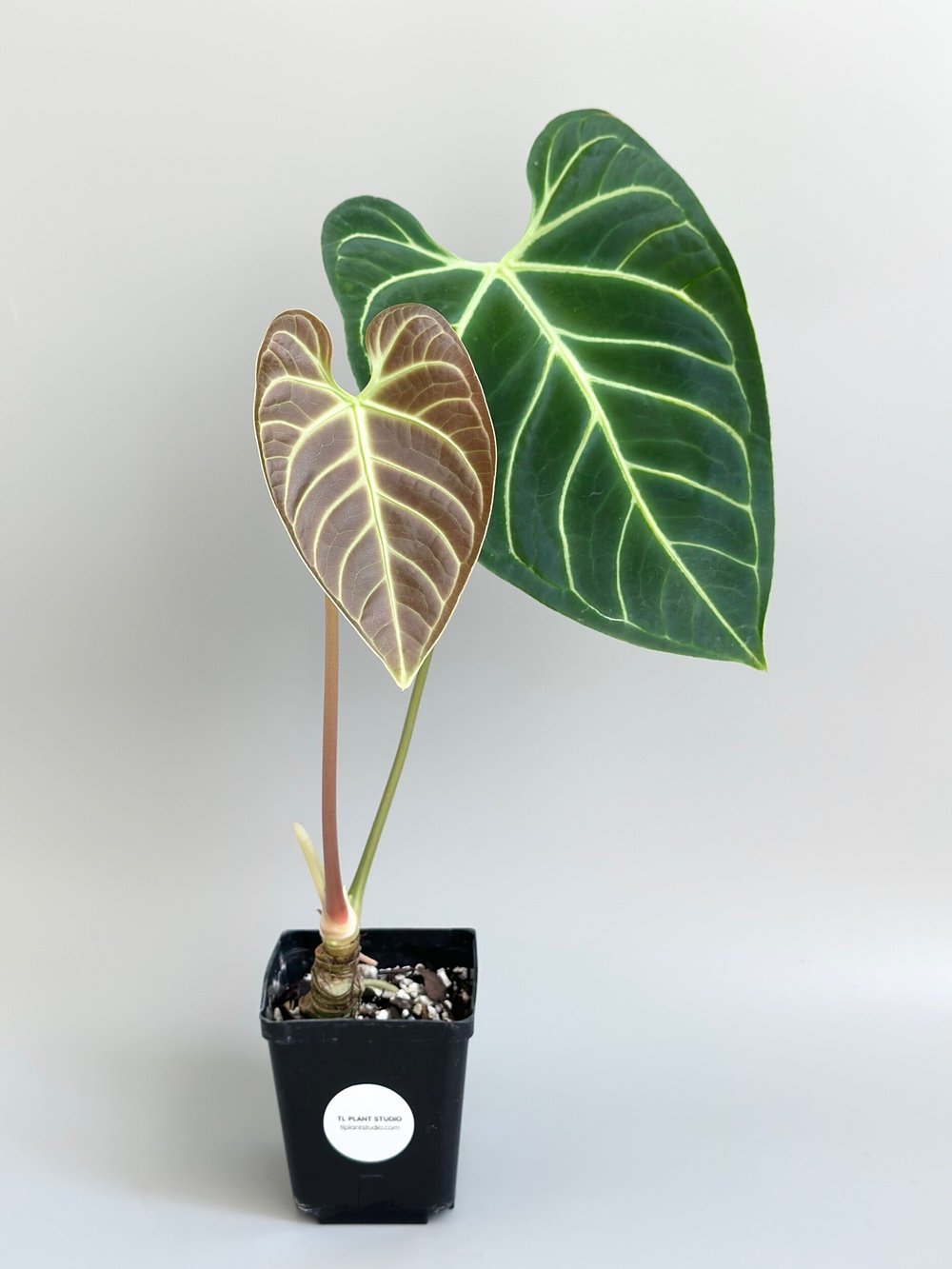 18in Tall Anthurium regale #316  TL PLANT STUDIO