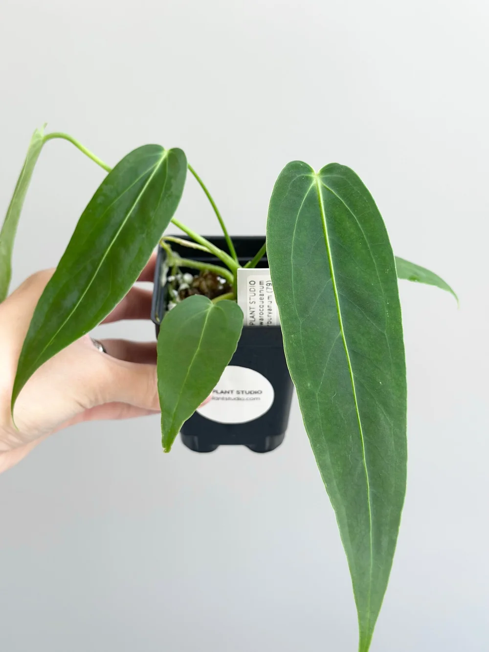 Anthurium warocqueanum x waterburyanum #79  TL PLANT STUDIO