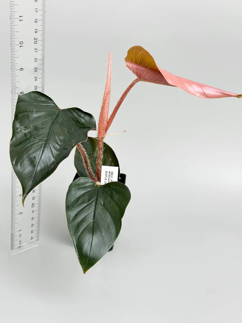 大　Philodendron squamicaule blood Philodendron squamicaule 'Blood' #1525 — TL PLANT STUDIO