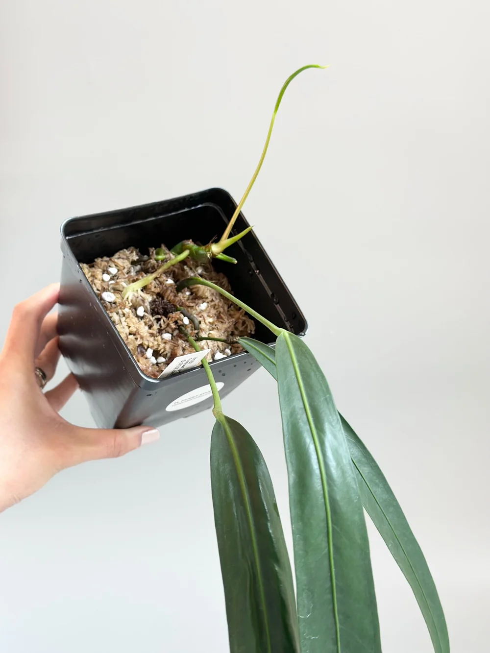 13in long Anthurium pendens #804  TL PLANT STUDIO