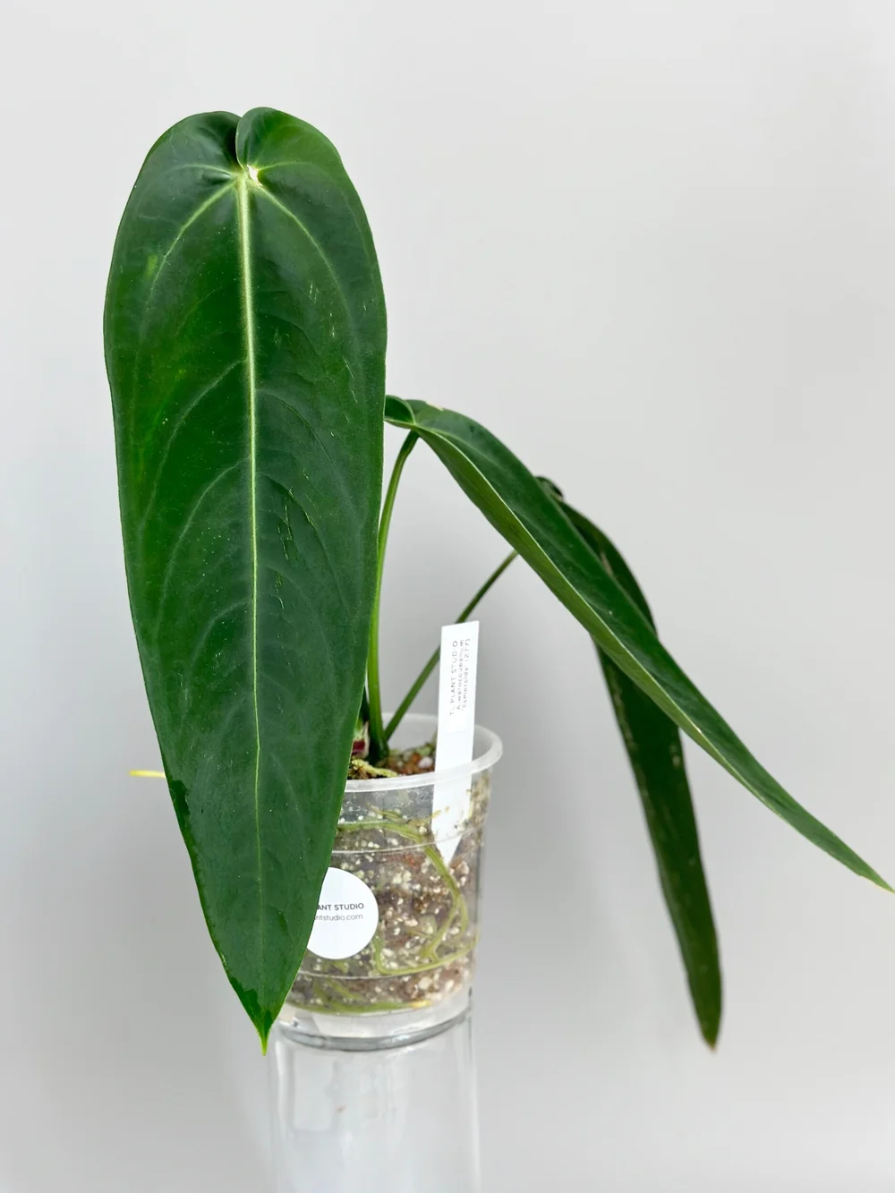 13inch long Anthurium warocqueanum 'Esmeralda' #277  TL PLANT STUDIO