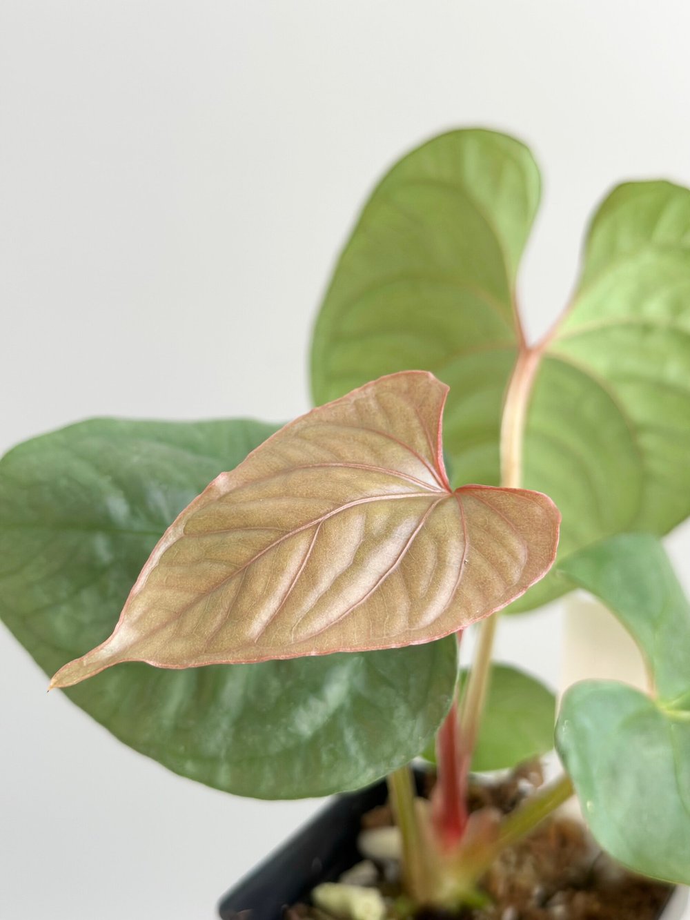 Anthurium debilis #850  TL PLANT STUDIO