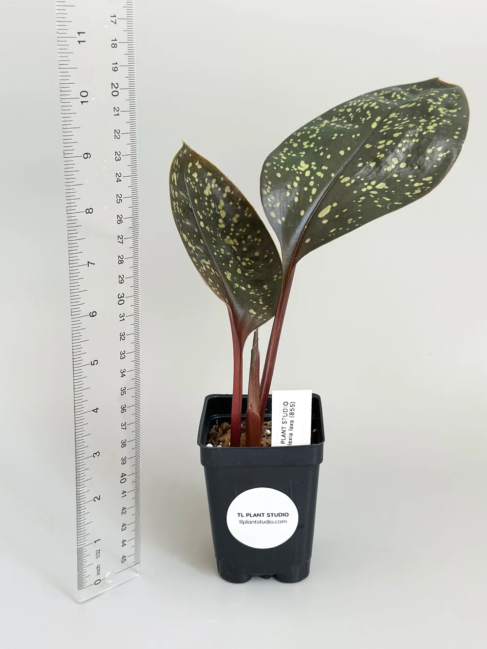 Pelexia laxa Jewel Orchid #855 — TL PLANT STUDIO