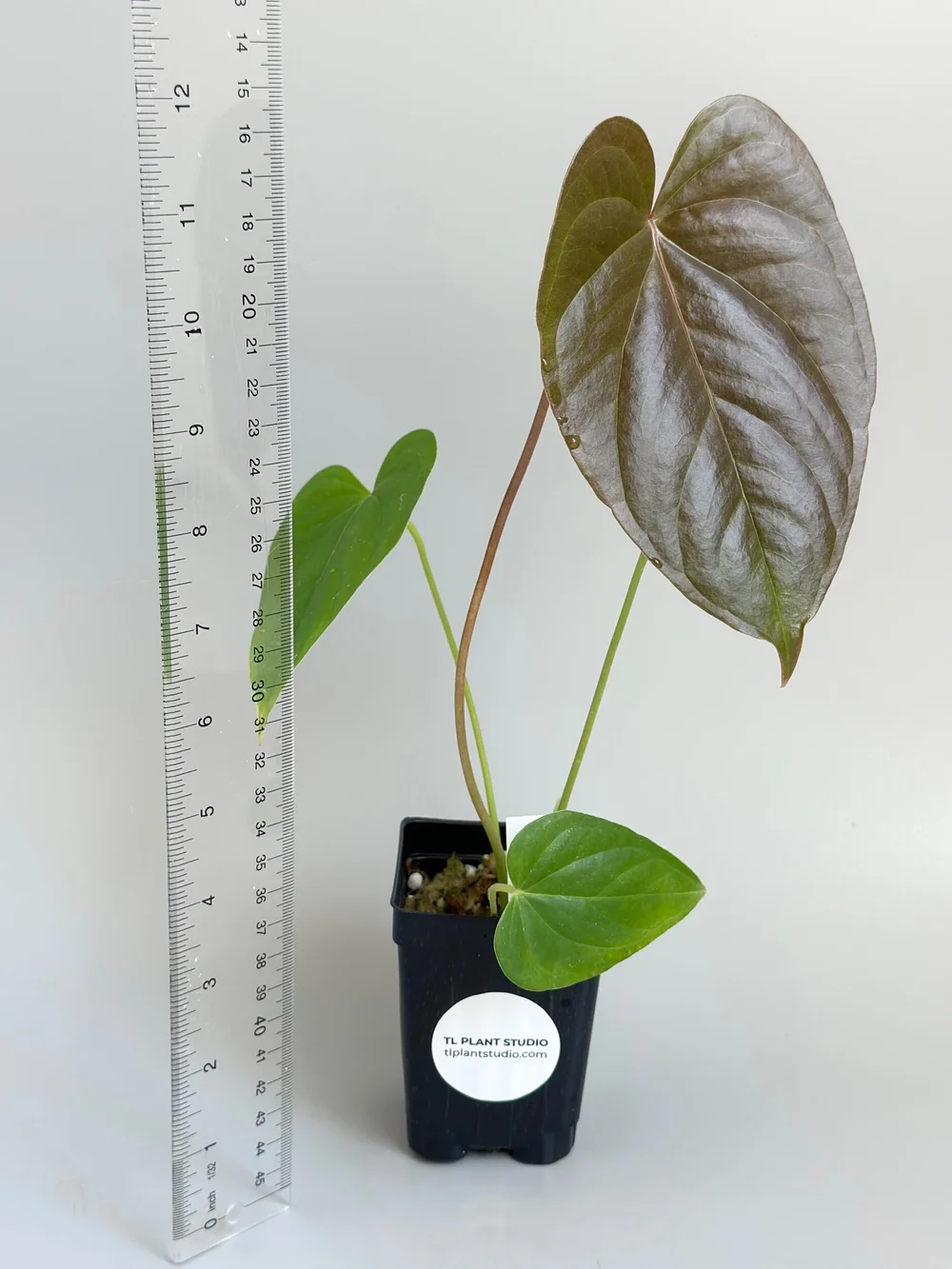 calliandra bonsai Calliandra red powderpuff Live Beautiful Bonsai plant  GreenParadiseLive