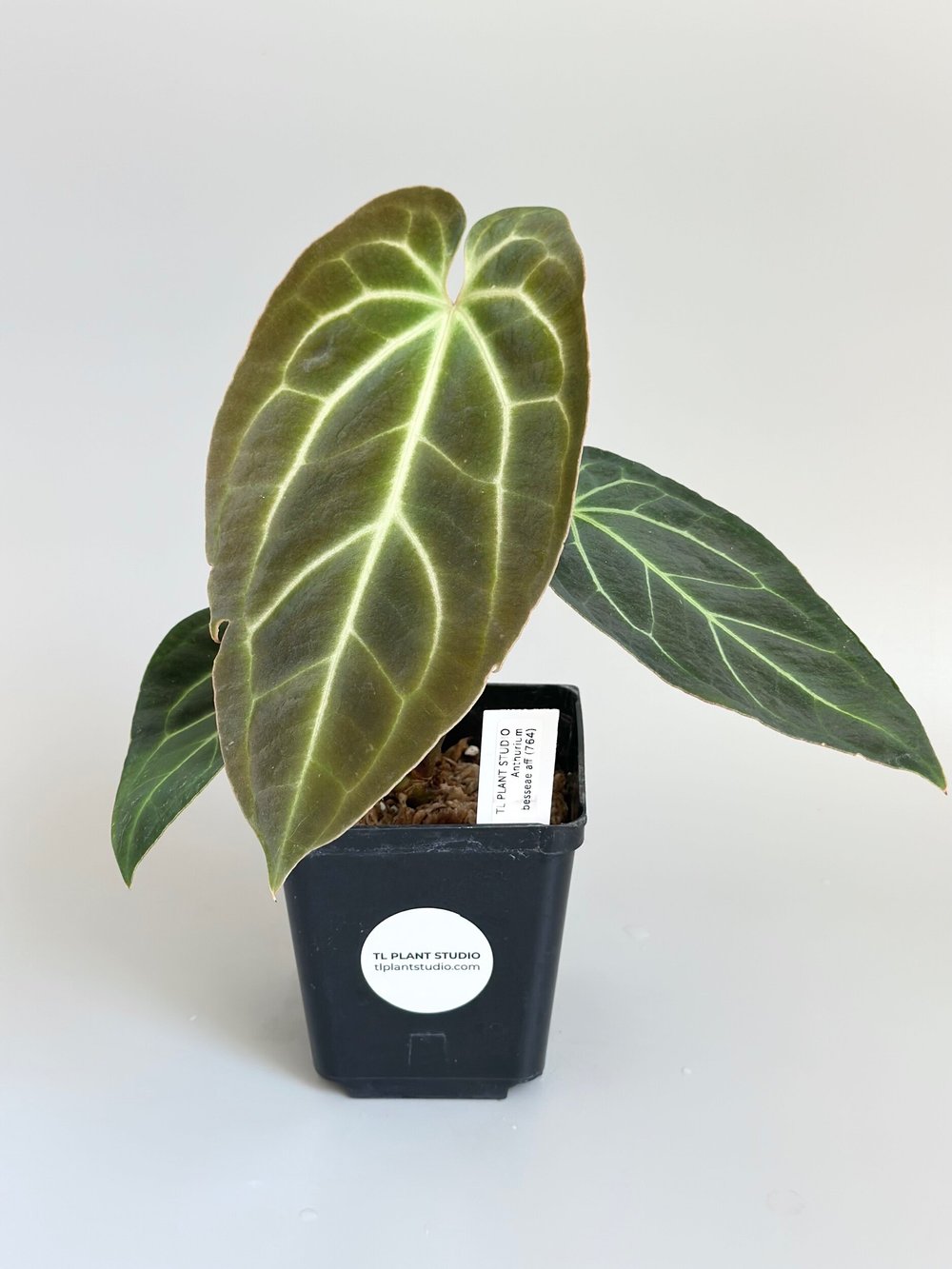 ANTHURIUM BESSEAE AFF #764  TL PLANT STUDIO