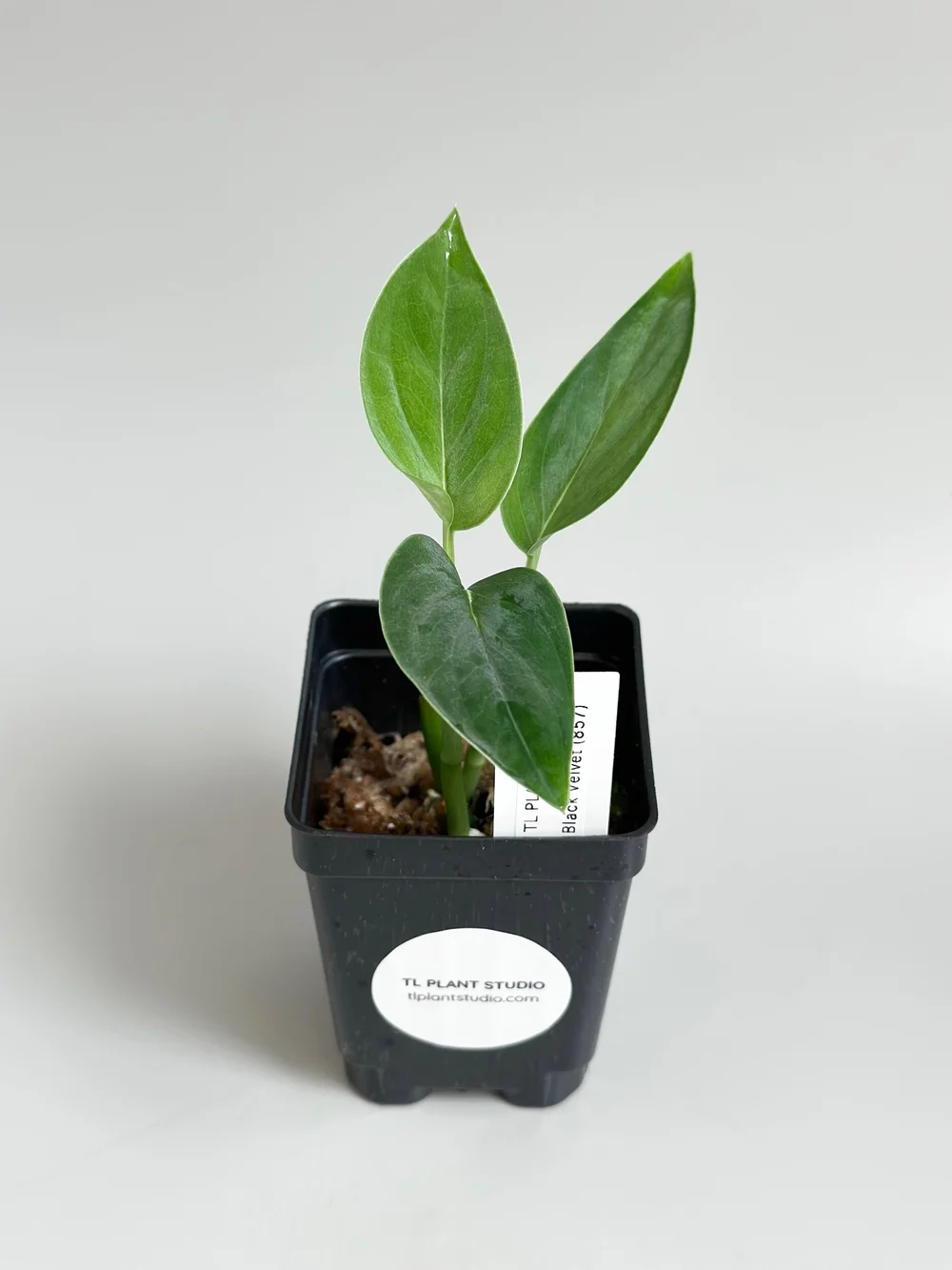 philodendron sodiroi Philodendron Sodiroi Variegated (wk19-E)