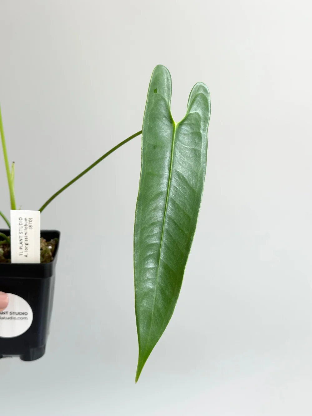 Anthurium longissimilobum #870  TL PLANT STUDIO
