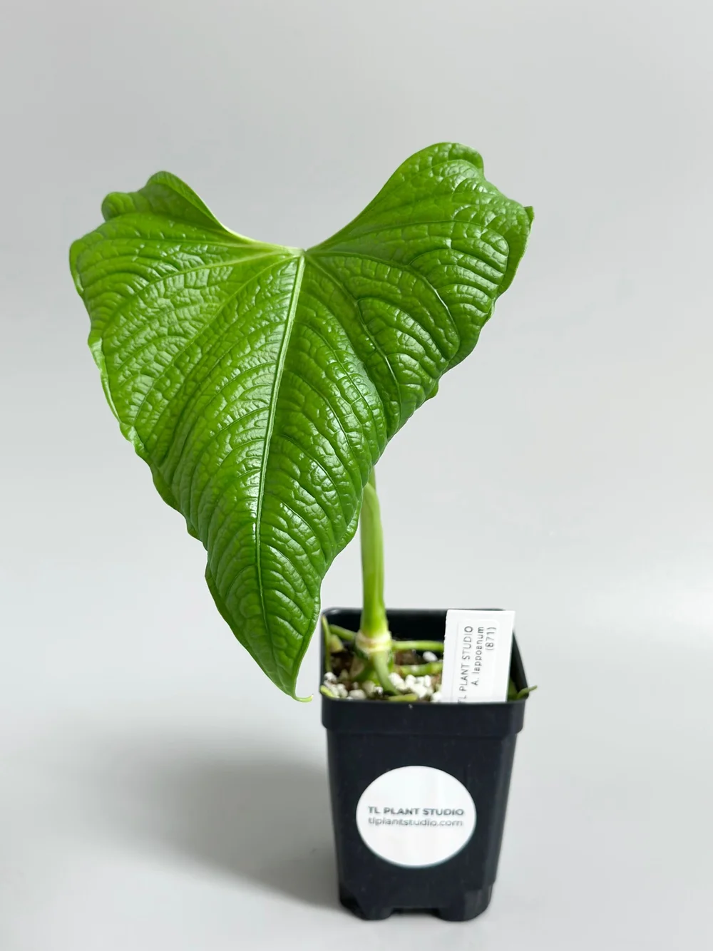 anthurium forgetii x crystallinum Anthurium Magnificum x (Crystallinum x Forgetii)
