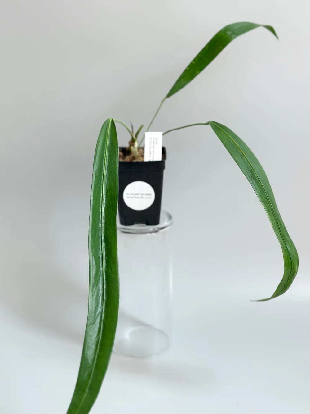 13in long Anthurium pendens #805 — TL PLANT STUDIO