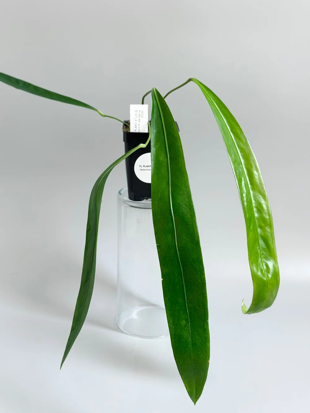 hanging pothos plant 8in Hanging Neon Pothos  The Plant Stand of Arizona