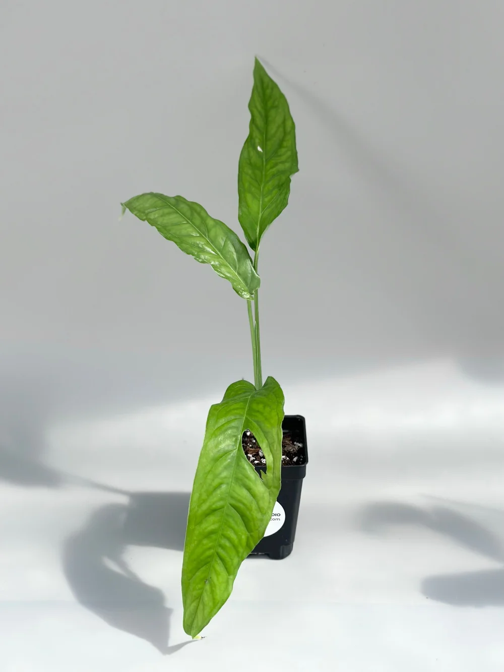 Monstera obliqua 'Tiwintza' #27  TL PLANT STUDIO