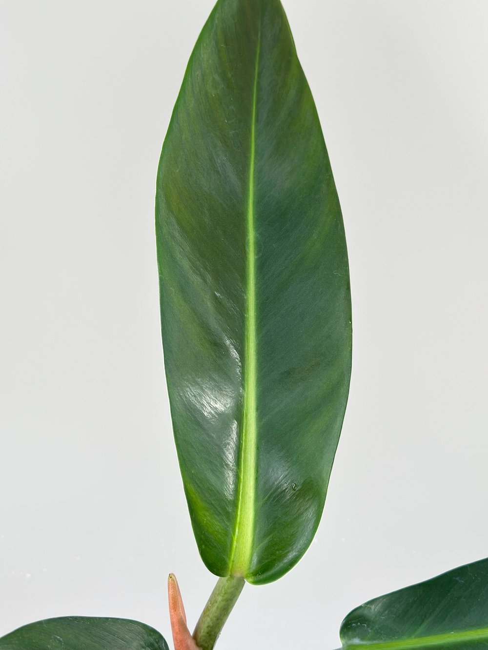 PHILODENDRON RUIZII  TL PLANT STUDIO