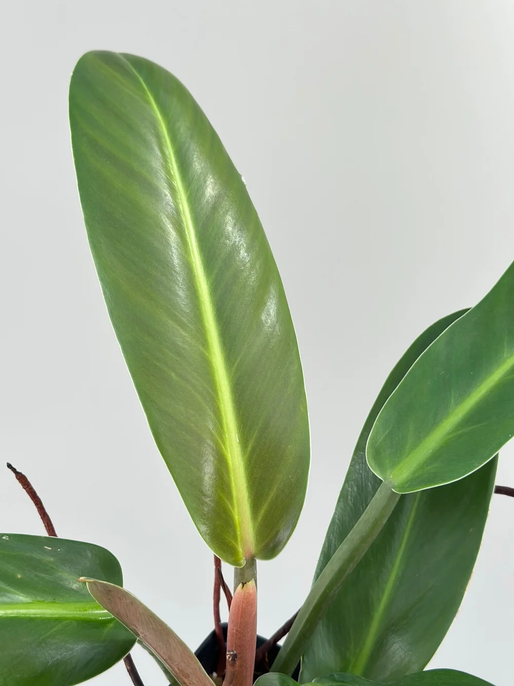 PHILODENDRON RUIZII  TL PLANT STUDIO