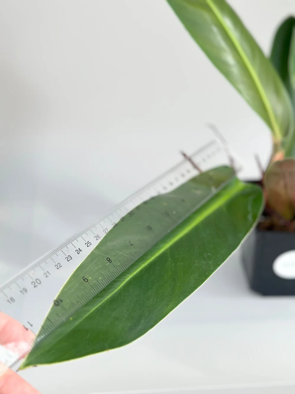 PHILODENDRON RUIZII  TL PLANT STUDIO
