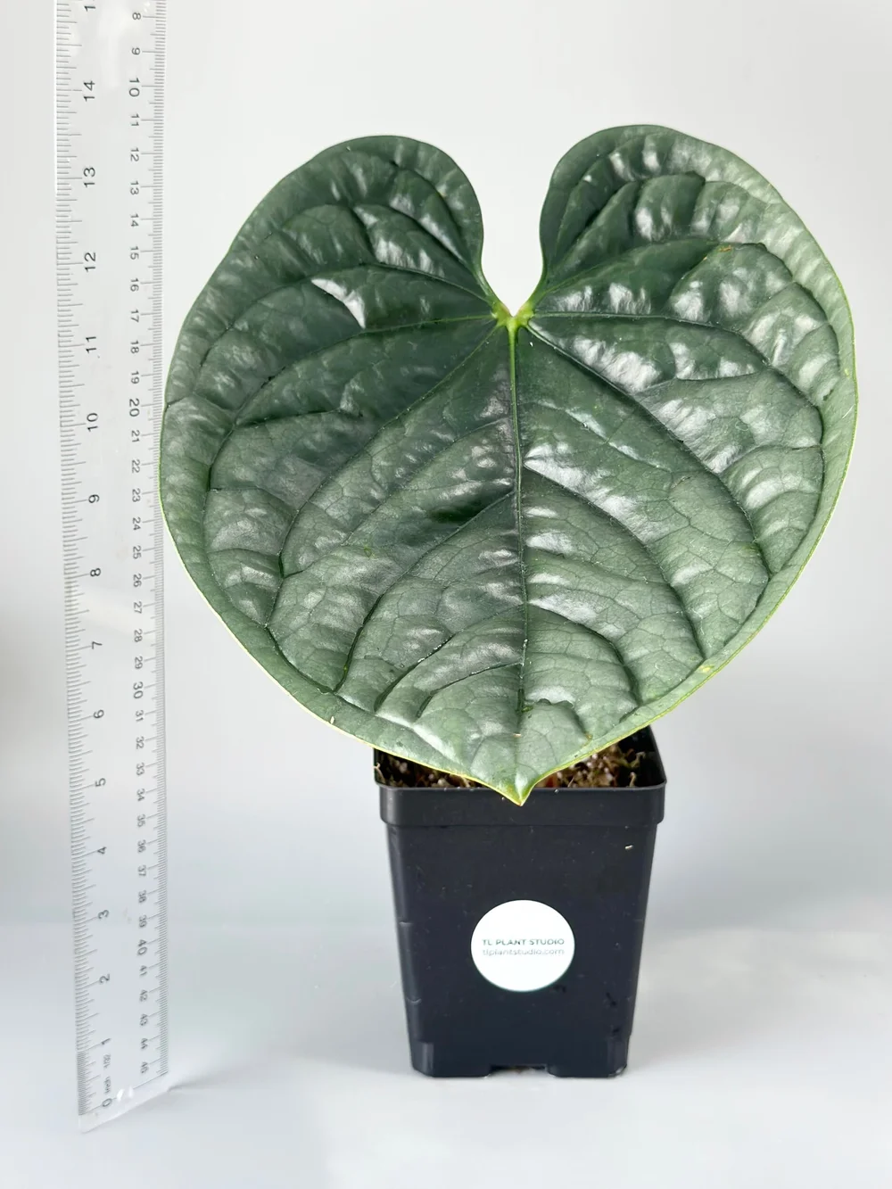 bogenhanf dünn Sansevieria Fernwood Punk main image 1