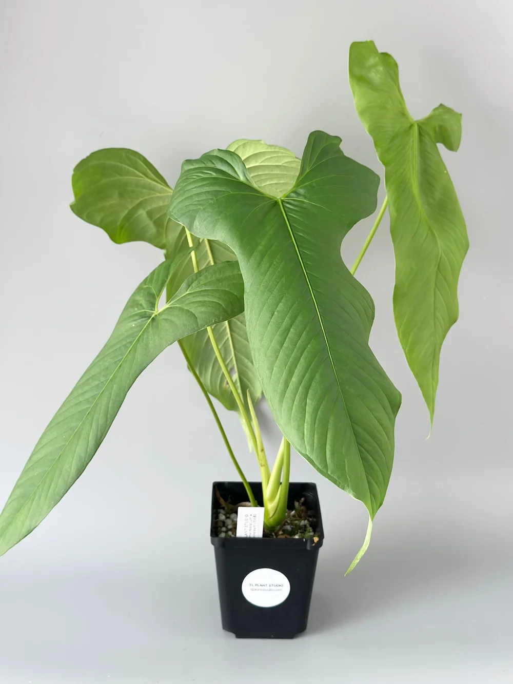 16in Tall Large Anthurium marmoratum x longissimilobum #588  TL PLANT  STUDIO