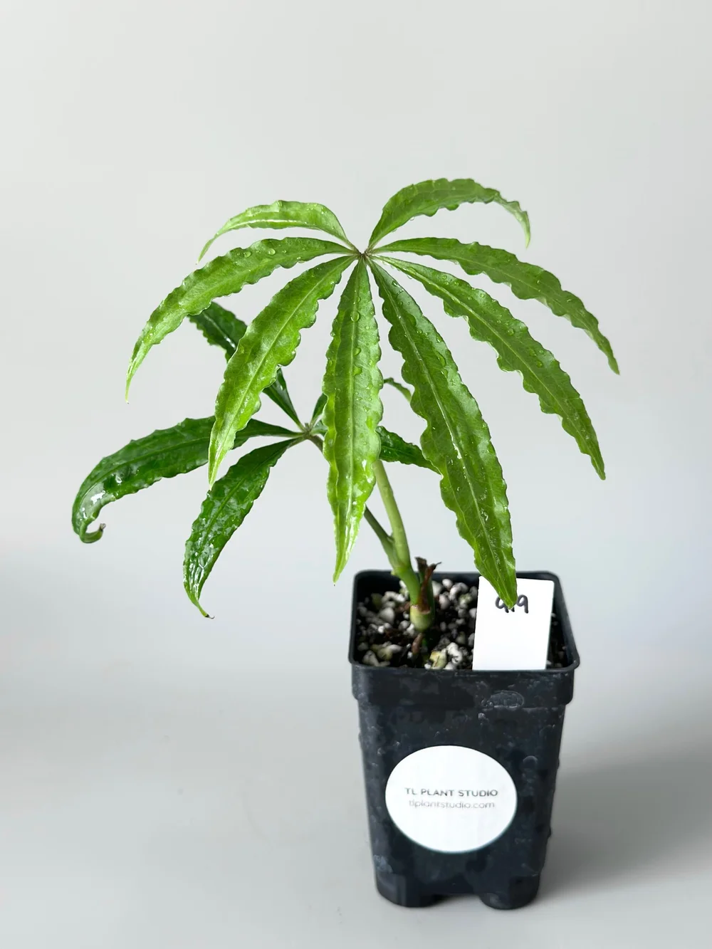 bonsai blauregen Afrikanischer Blauregen Bonsai Samen mit hoher Keimrate