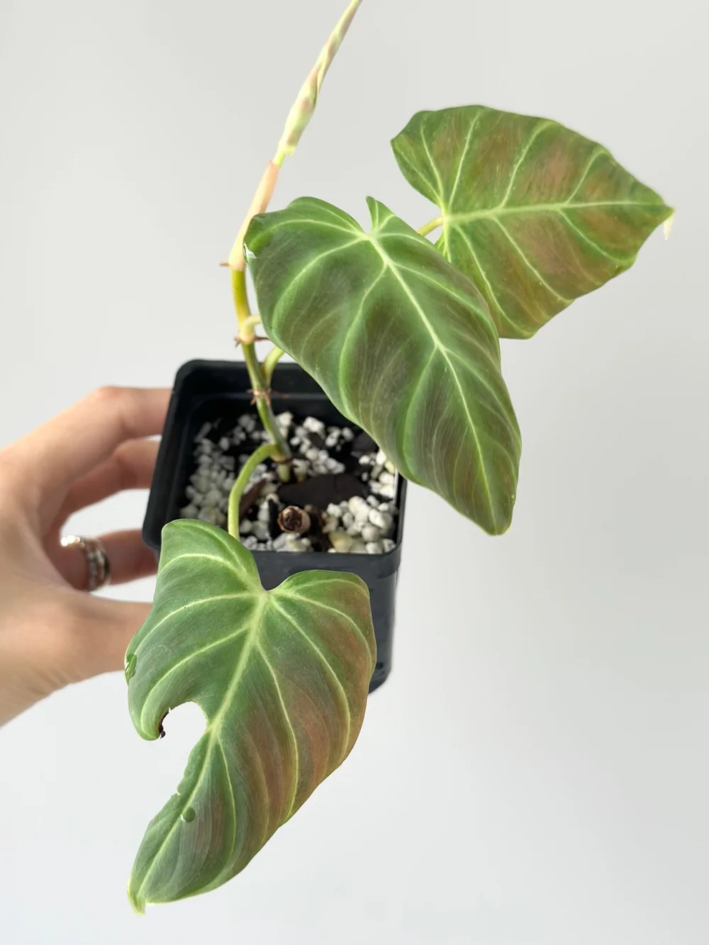 orange princess philodendron Philodendron Orange Princess  Greenroom Planter