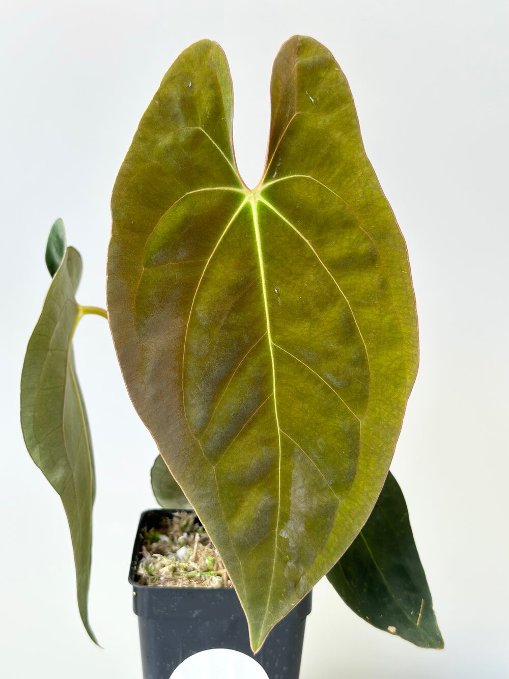 ANTHURIUM PAPILLILAMINUM — TL PLANT STUDIO ANTHURIUM PAPILLILAMINUM — TL PLANT STUDIO