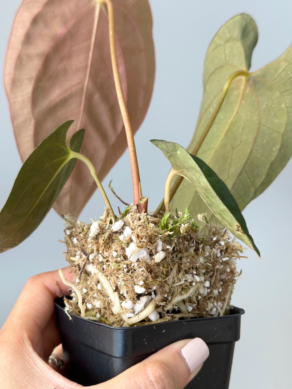 ANTHURIUM PAPILLILAMINUM — TL PLANT STUDIO ANTHURIUM PAPILLILAMINUM — TL PLANT STUDIO