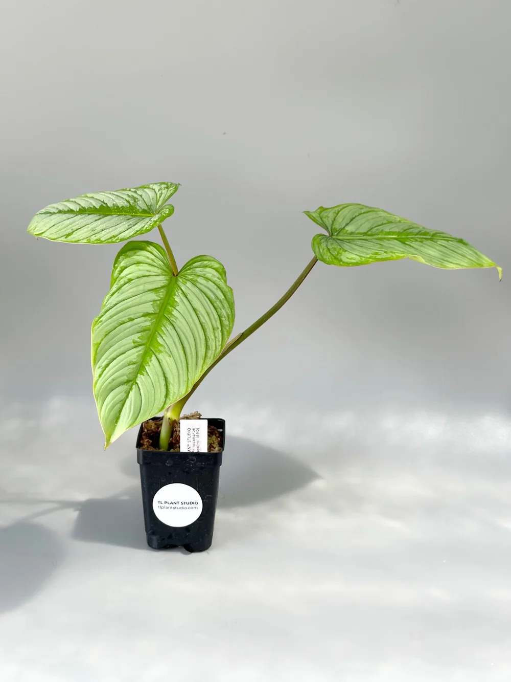 Rarely offer**Philodendron mamei x sodiroi #590  TL PLANT STUDIO