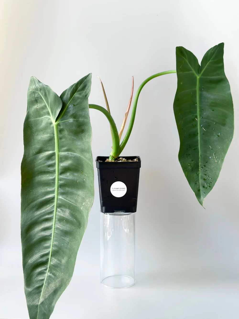 Large Philodendron sp Napo #952  TL PLANT STUDIO
