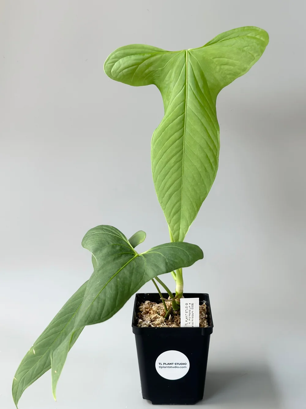 Anthurium marmoratum x longissimilobum #589  TL PLANT STUDIO
