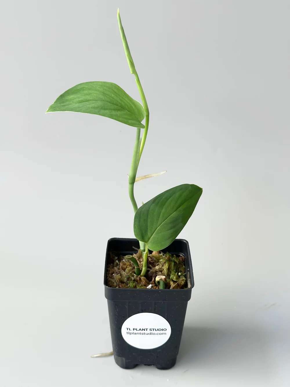 Monstera sp Black Velvet #957  TL PLANT STUDIO