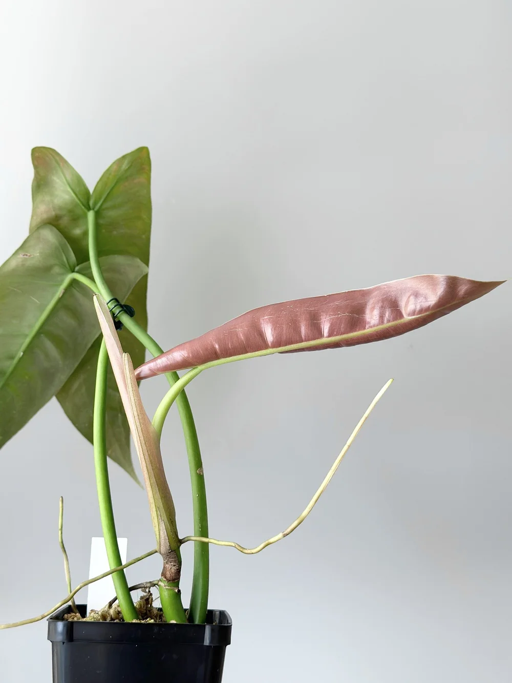Philodendron sp Napo #599  TL PLANT STUDIO