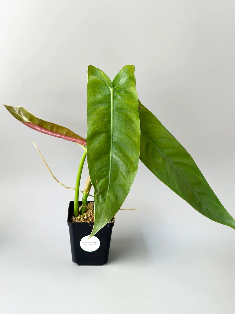 Philodendron sp Napo #599  TL PLANT STUDIO