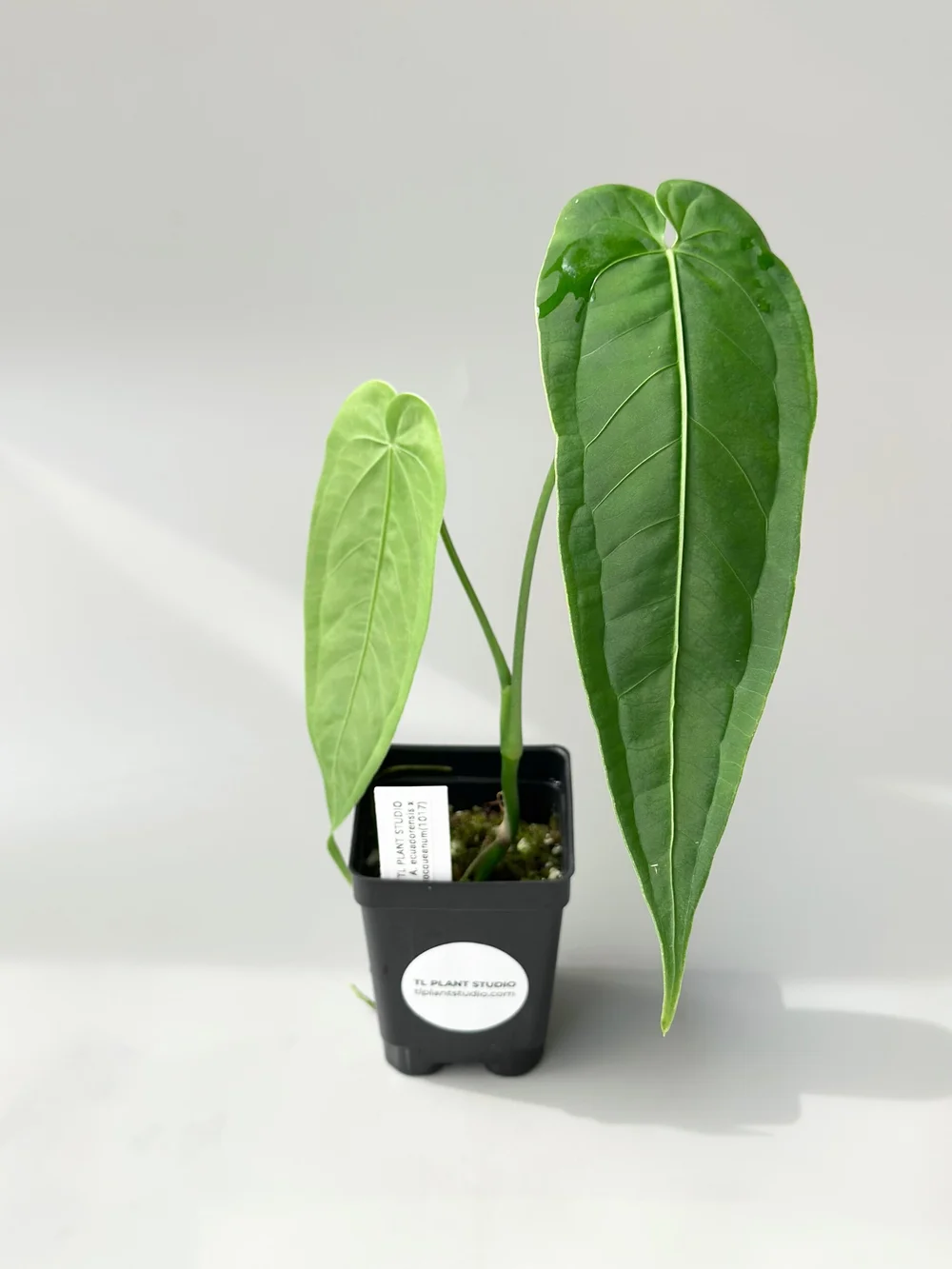 09B9110F-8F72-4D36-BFF5-