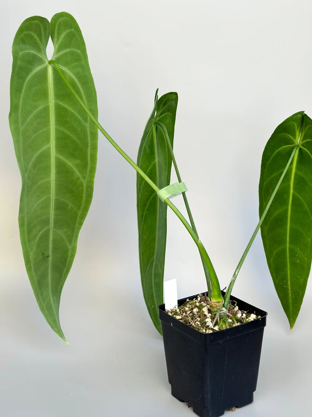 その他観葉植物 Anthurium Warocqueanum 002 2” Anthurium