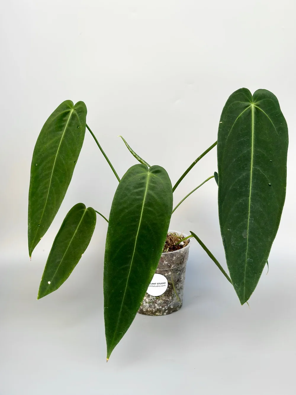 B24F7CF7-1C82-459B-9DC7-