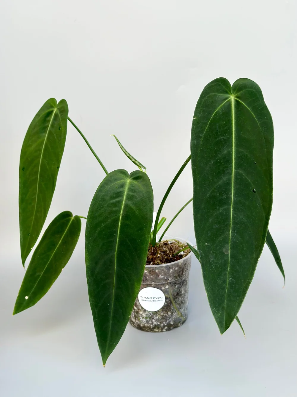Anthurium warocqueanum Esmeralda ダークナロー Anthurium warocqueanum Esmeralda ダークナロー 5BCB09C2-E45E-497B-9729-