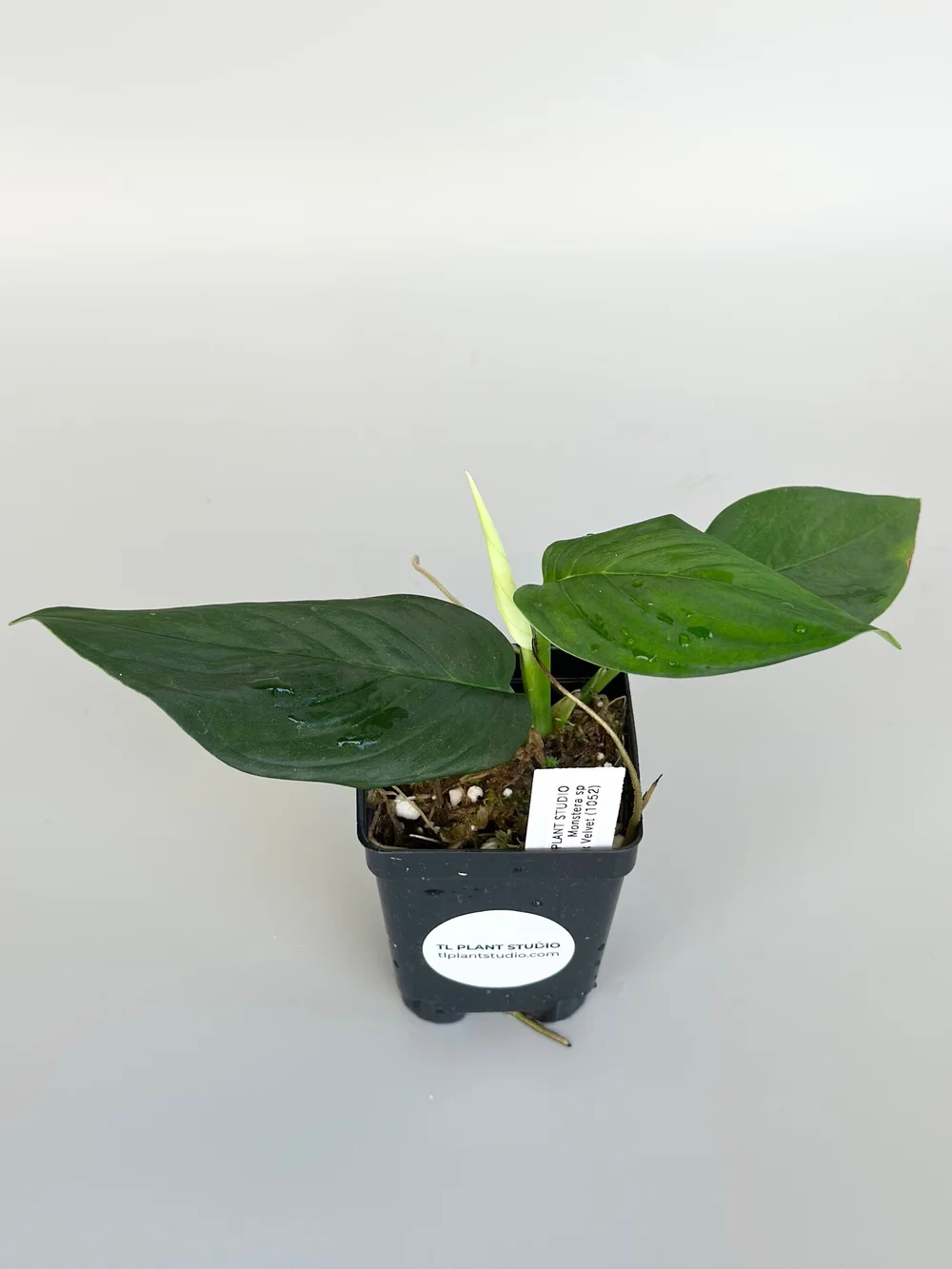 comosum plant Spider Plant ( Chlorophytum comosum ' Bonnie ' ) for Sale main image 0