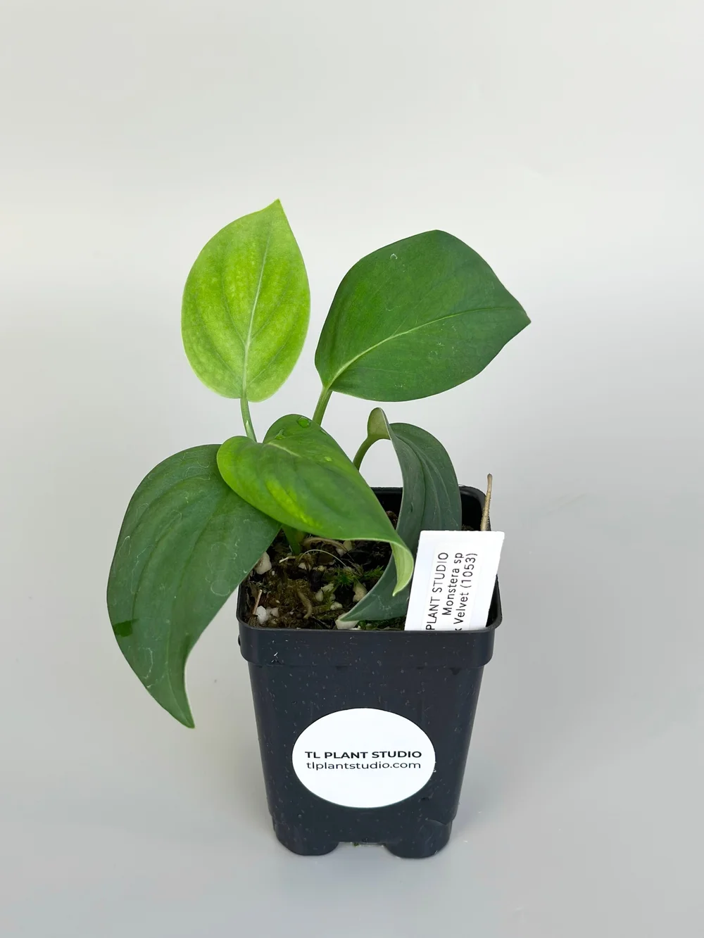 Monstera sp Black Velvet #1053  TL PLANT STUDIO