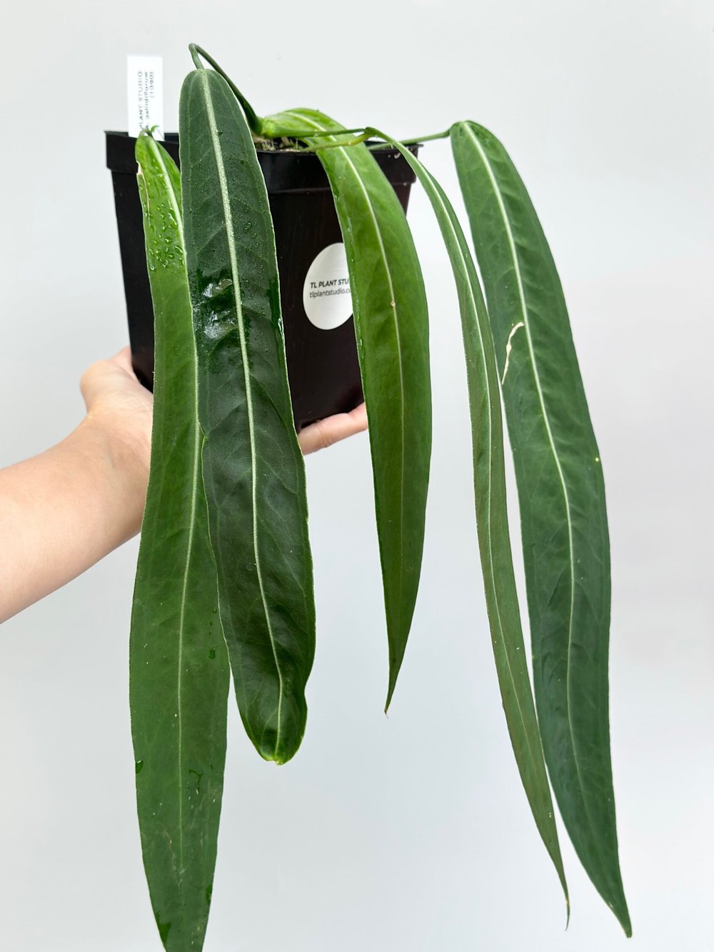 12in long Anthurium pallidiflorum #1090  TL PLANT STUDIO