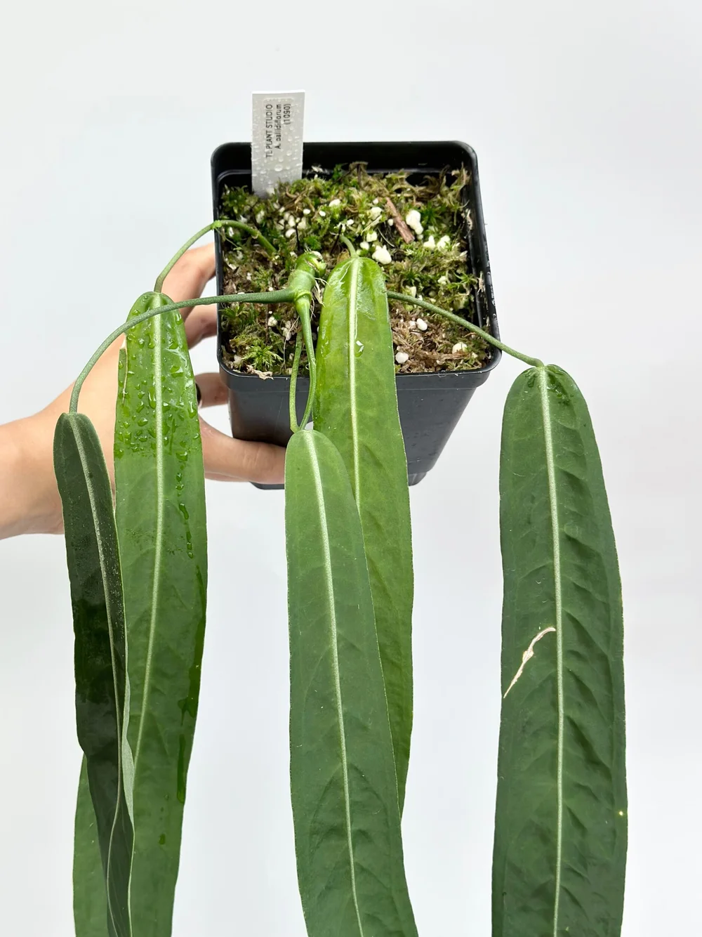 12in long Anthurium pallidiflorum #1090  TL PLANT STUDIO