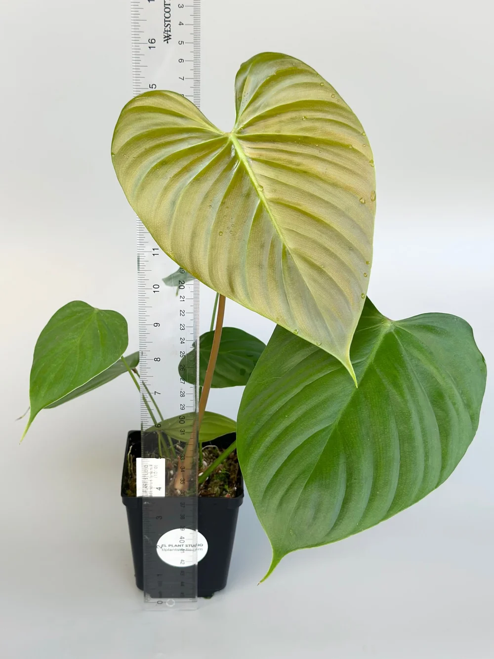 PHILODENDRON LYNAMII  TL PLANT STUDIO