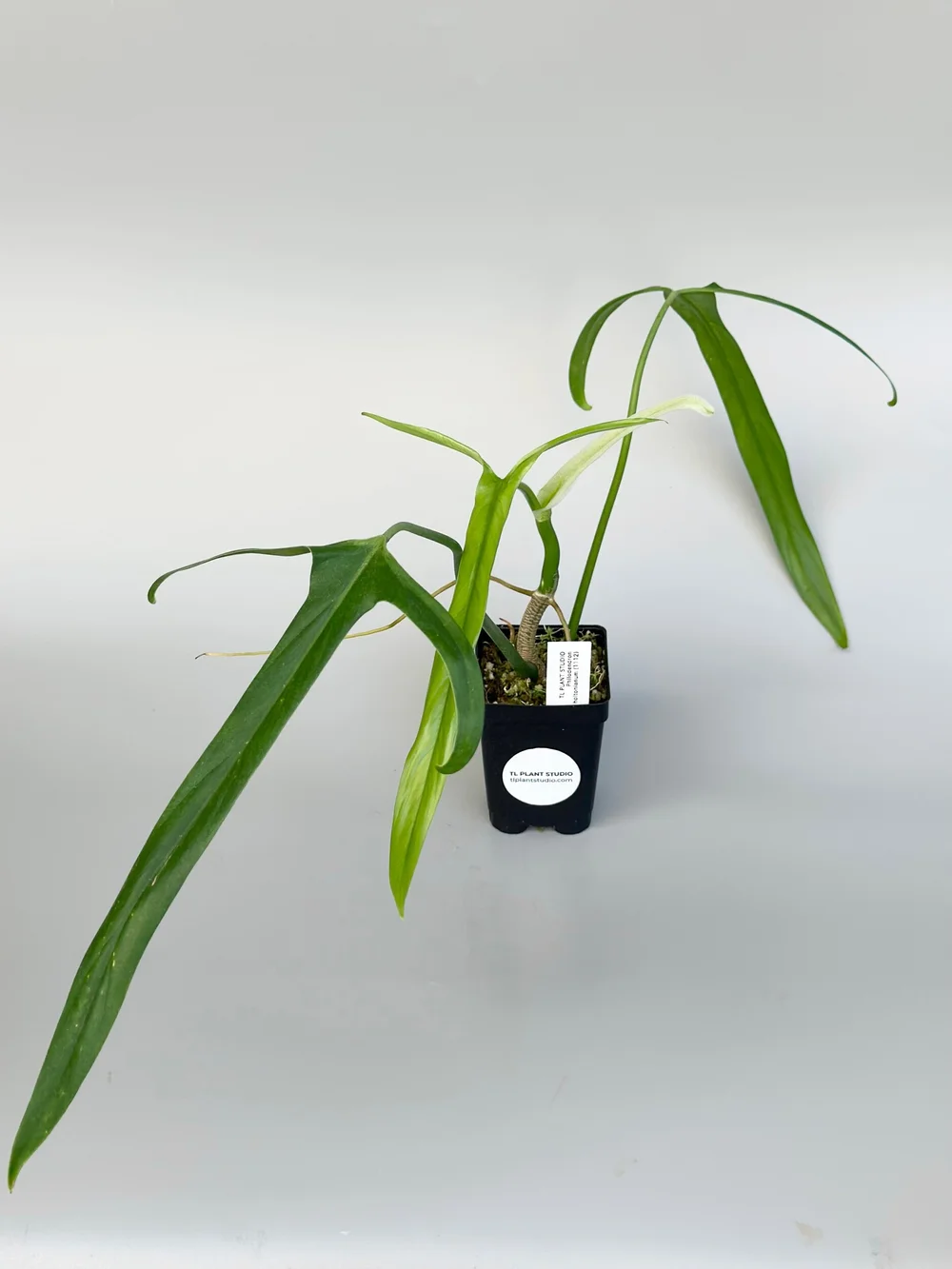 snow pothos Snow Queen Pothos Care Guide