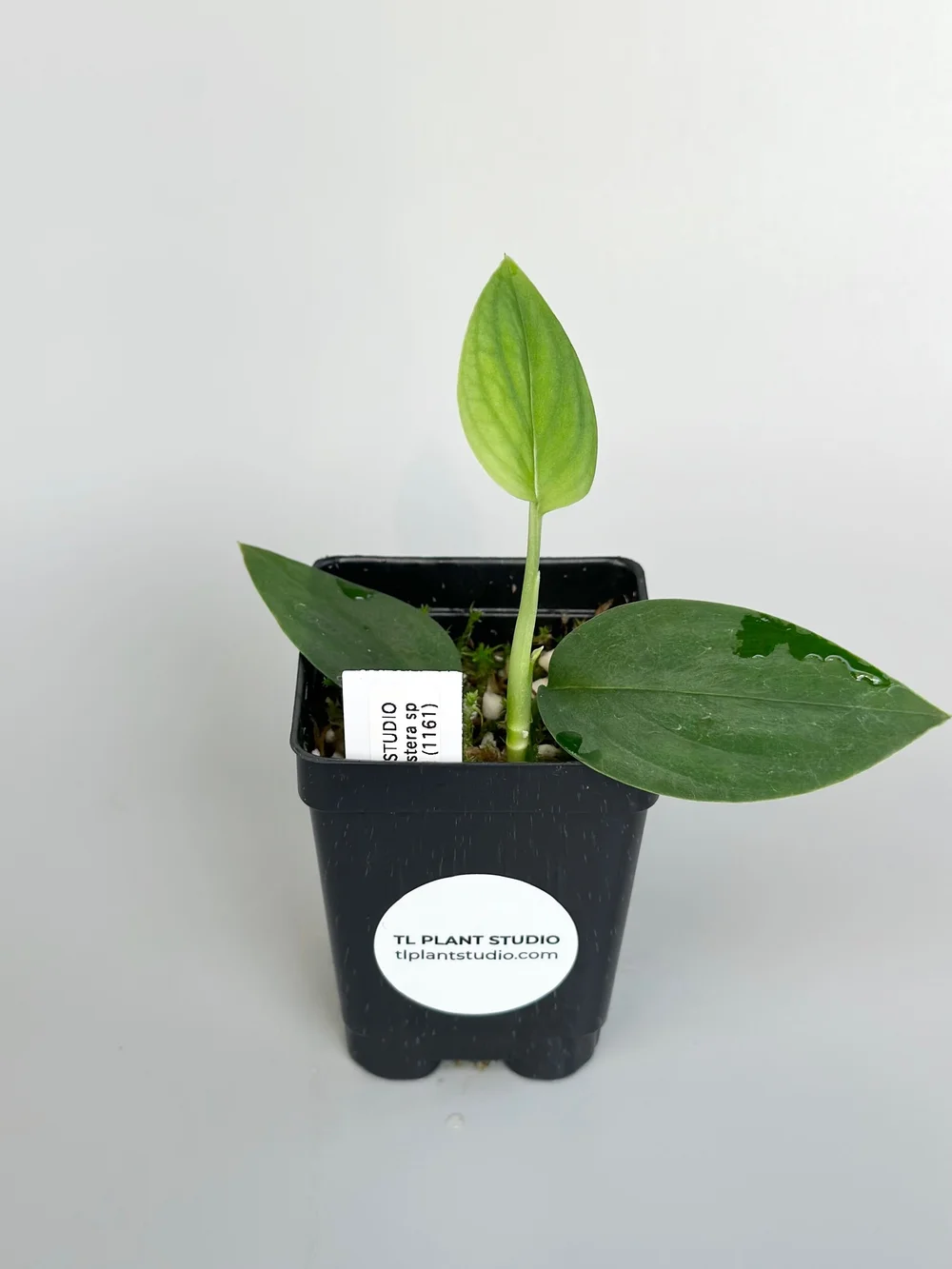 Monstera sp Black Velvet #1161  TL PLANT STUDIO