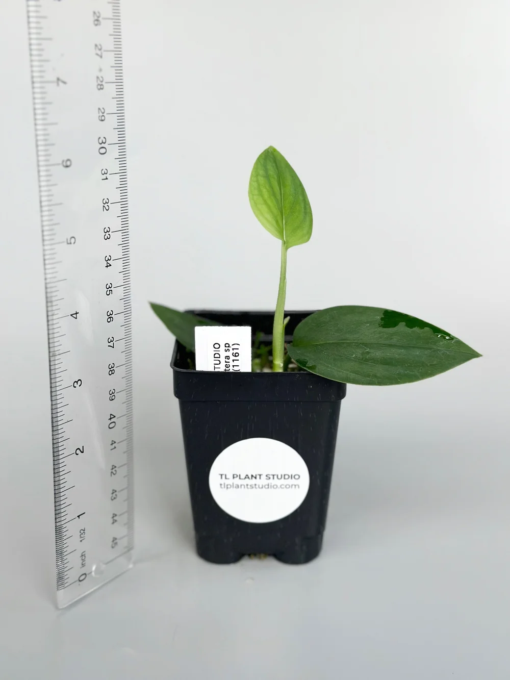 Monstera sp Black Velvet #1161  TL PLANT STUDIO