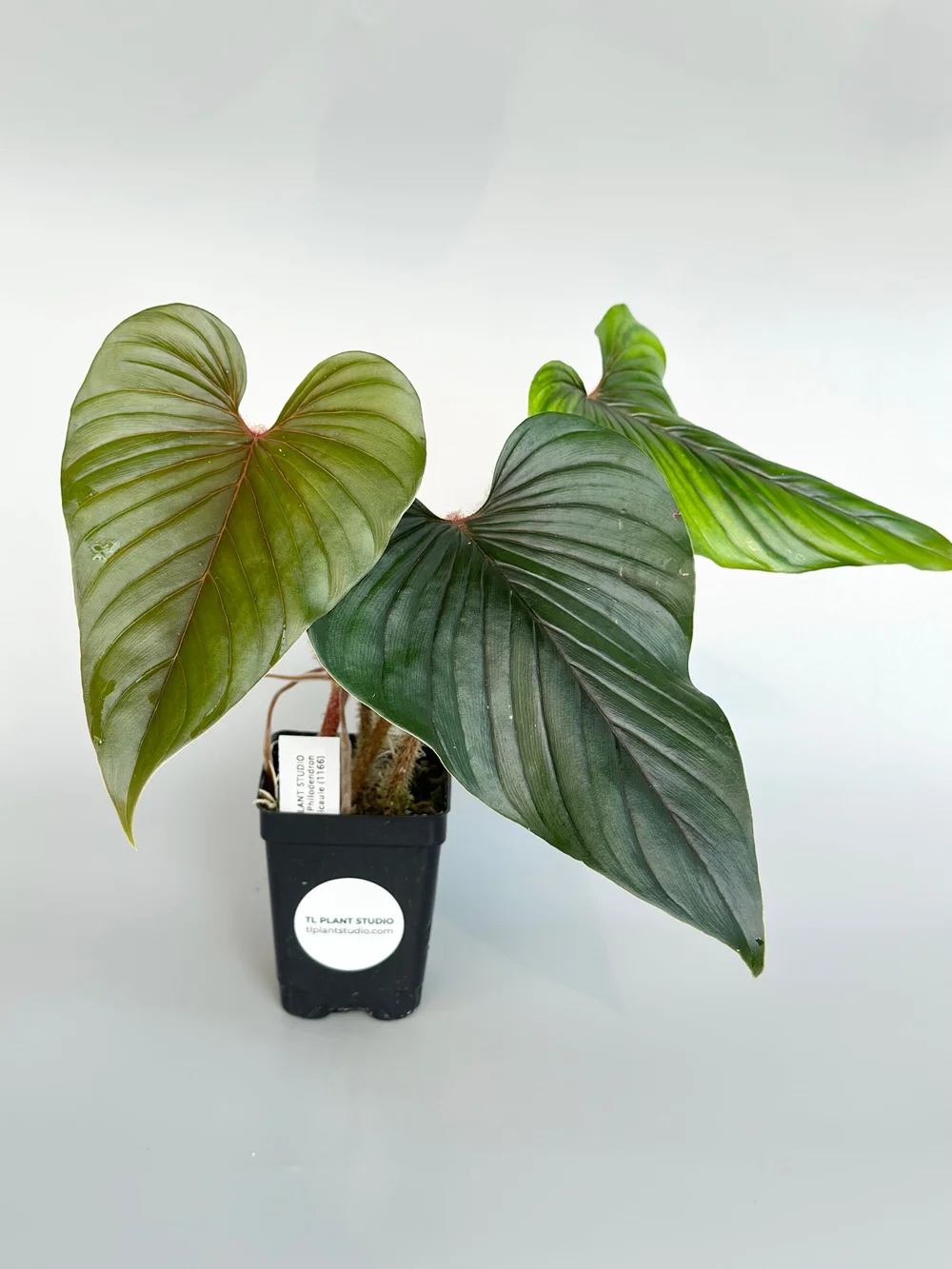 philodendron stenolobum Thaumatophyllum stenolobum – The Green Grower main image 1