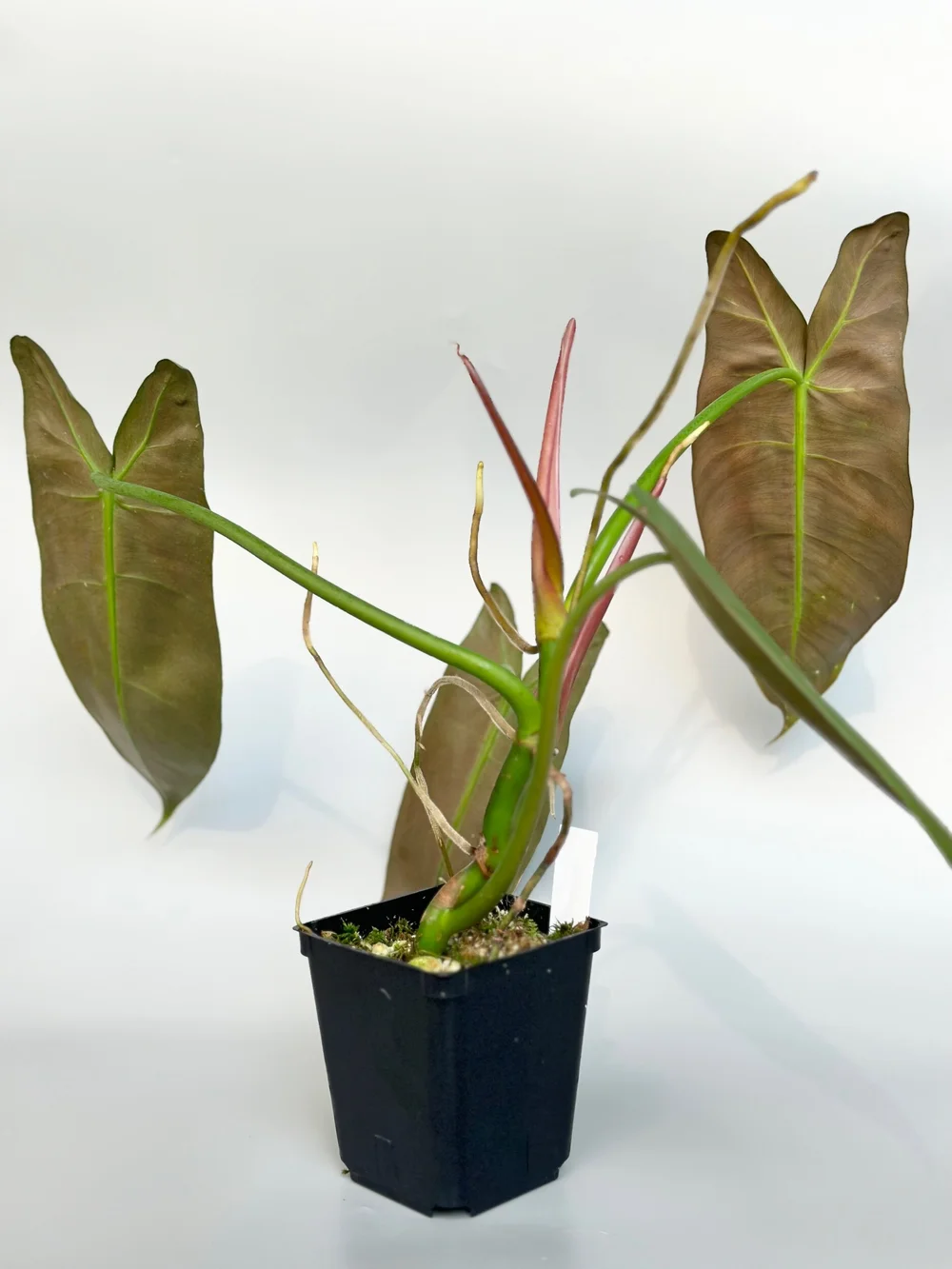 Philodendron sp Napo #1167  TL PLANT STUDIO