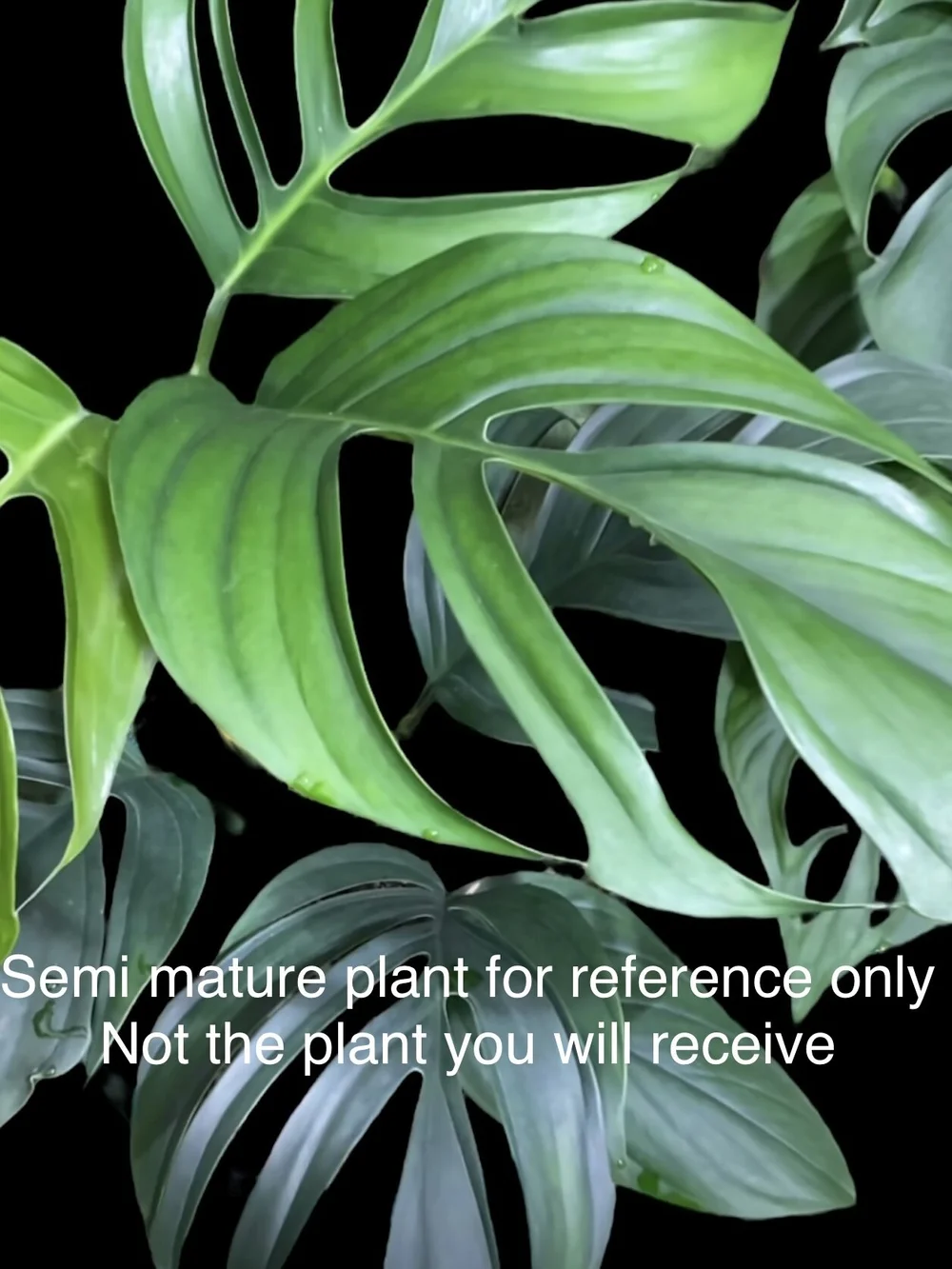 philodendron pedatum kaufen Philodendron Pedatum main image 0